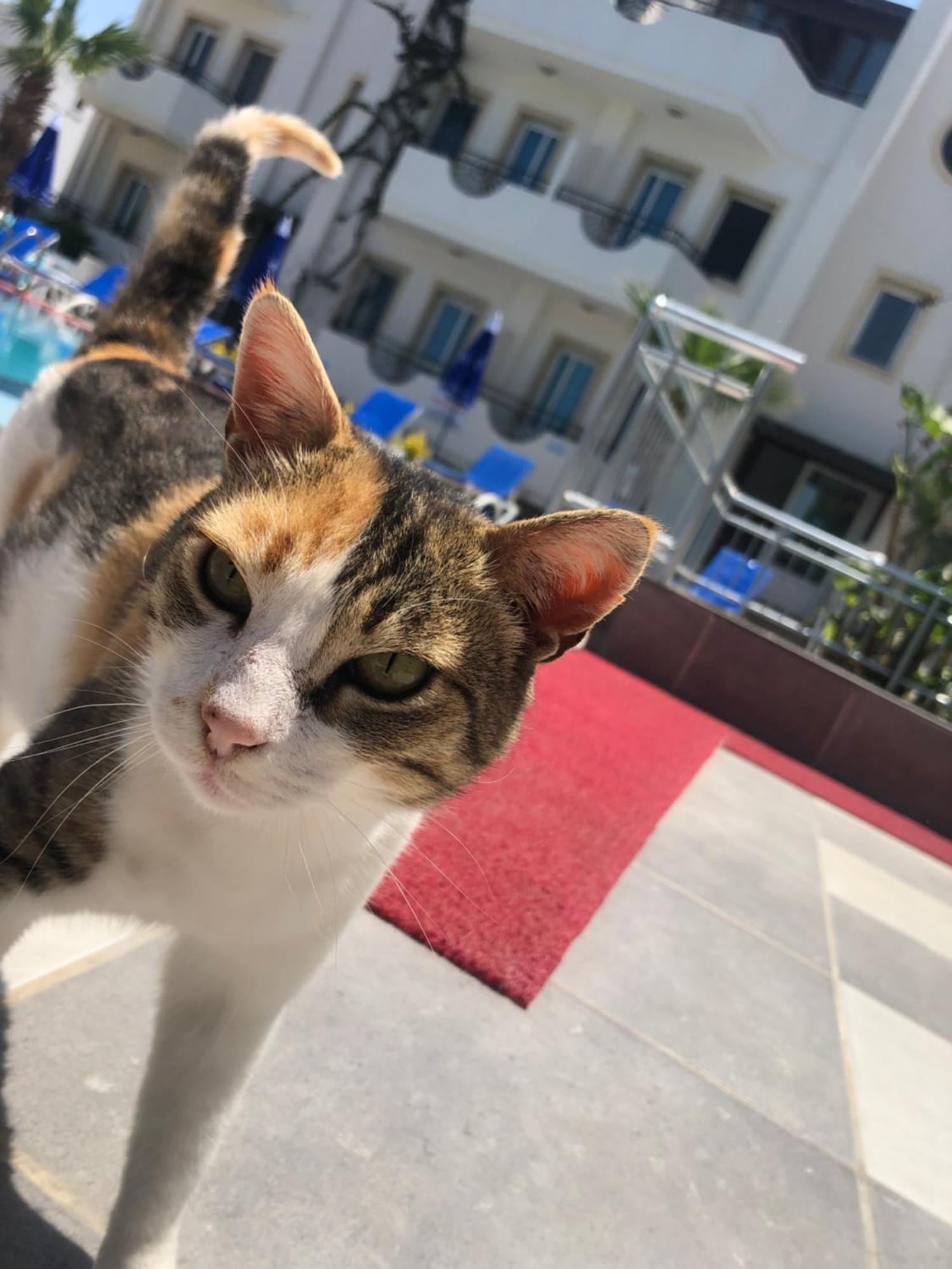 Palmiye Apart Otel Bodrum Kültér fotó